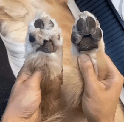 ✂️ Afeitadora para Mascotas – Corte Seguro, Preciso y Sin Estrés 🐾"